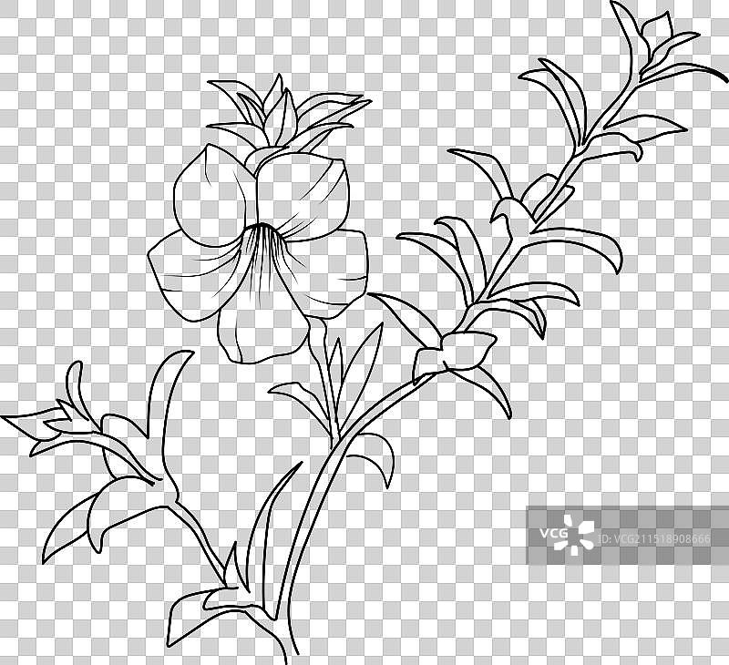 黄蝉花朵印花轮廓图片素材