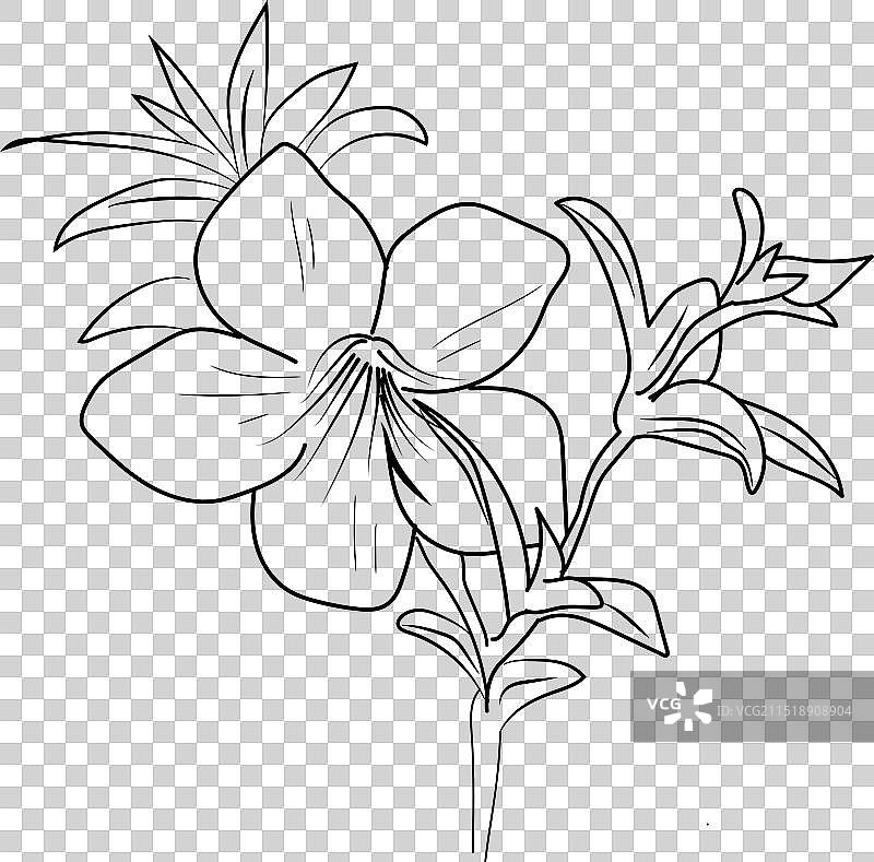 黄蝉花涂色页图片素材