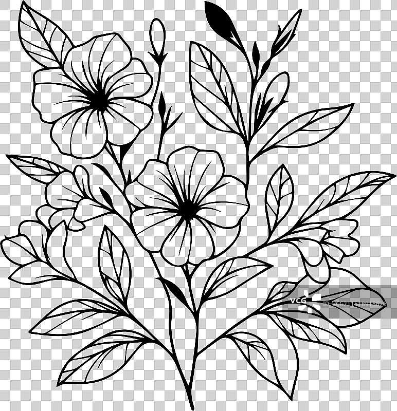 黄蝉花素描图片素材