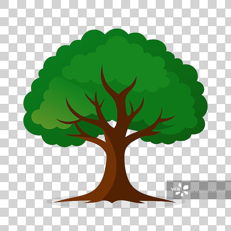 美国山毛榉树自然扁平风格图片素材