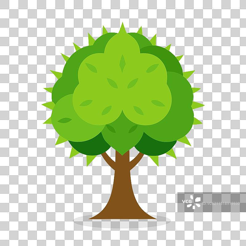 美洲栗树图片素材