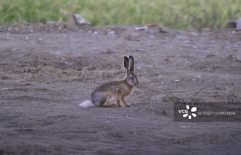 野兔图片素材