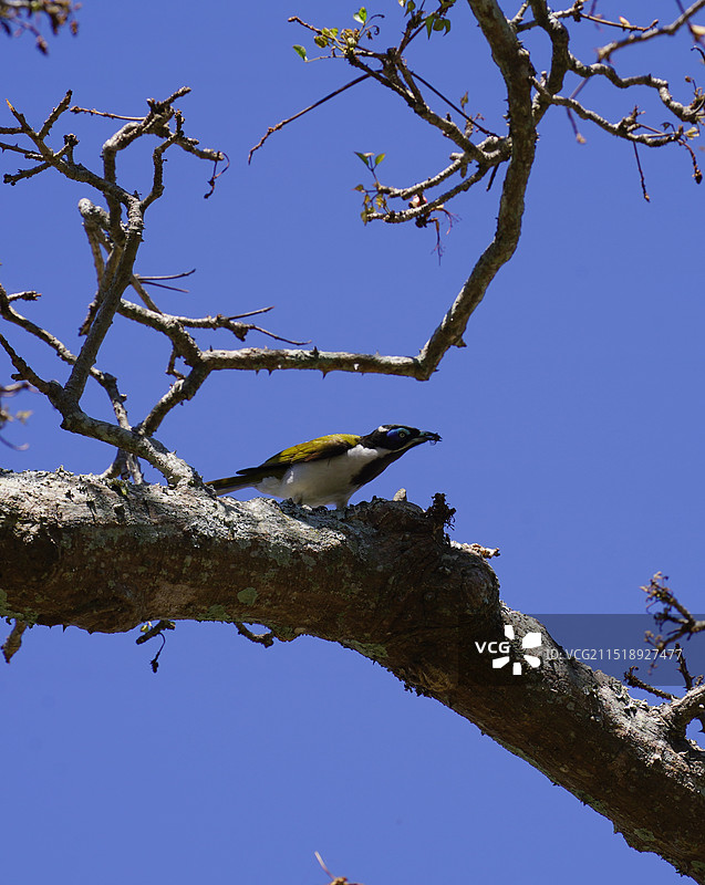 脸吸蜜鸟图片素材