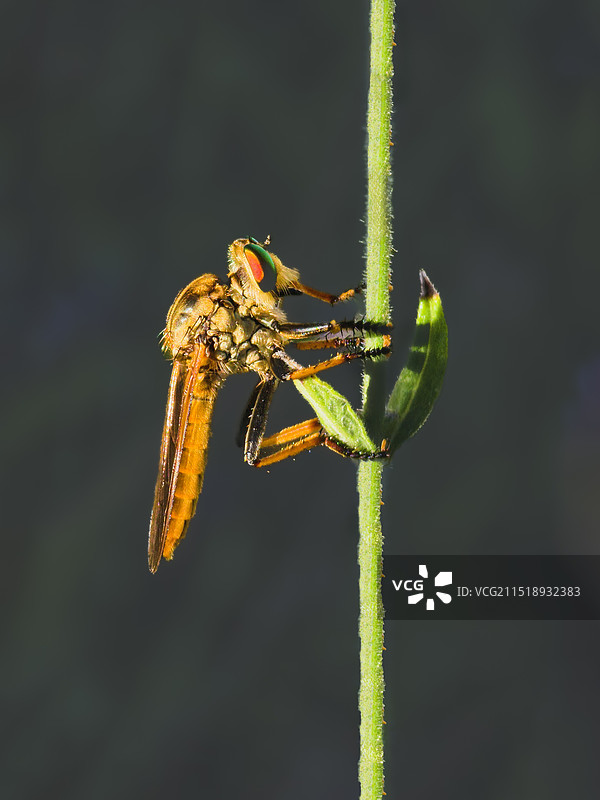 阳光下的食虫虻图片素材