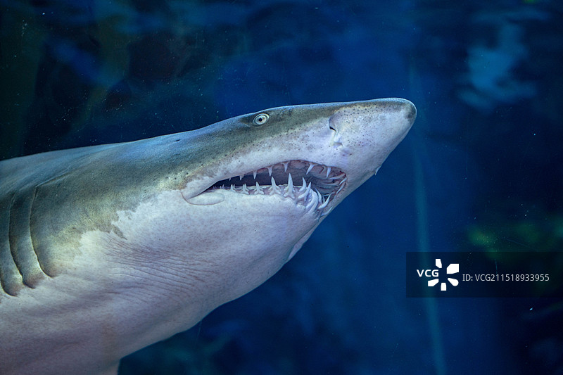 水族馆俯视鲨鱼腹部视图图片素材