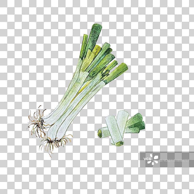 葱姜蒜五香调料食材水彩手绘插画图片素材