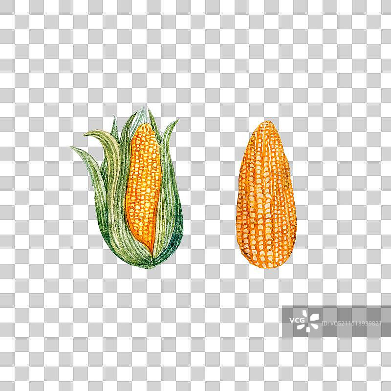 葱姜蒜五香调料食材水彩手绘插画图片素材