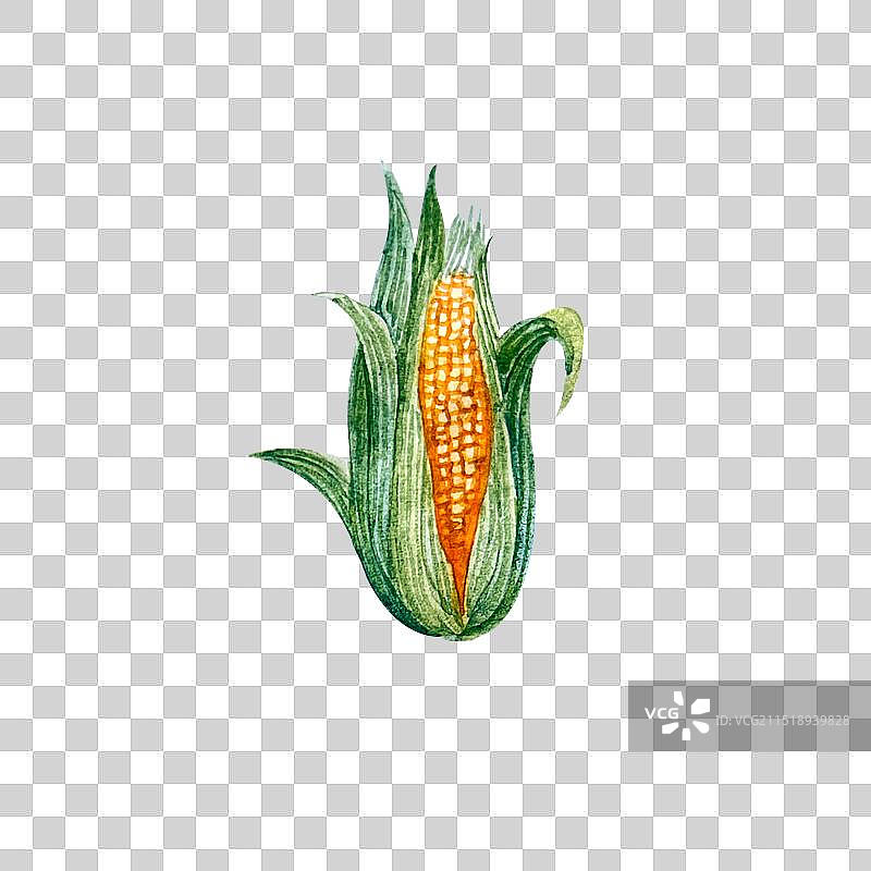 葱姜蒜五香调料食材水彩手绘插画图片素材