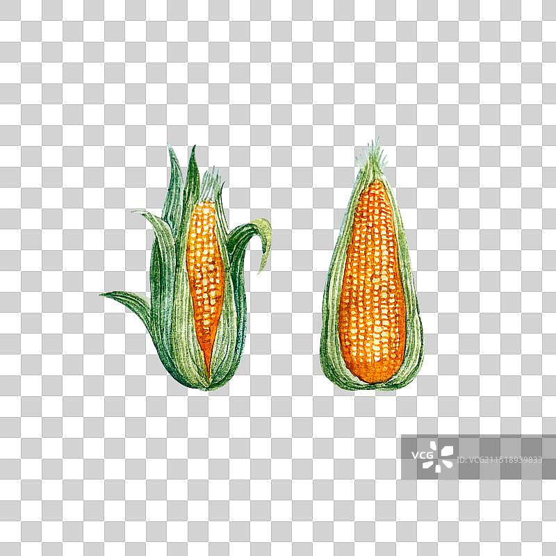 葱姜蒜五香调料食材水彩手绘插画图片素材