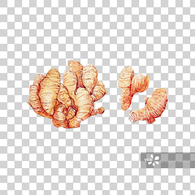 葱姜蒜五香调料食材水彩手绘插画图片素材