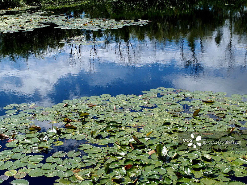 映照天空的莲池图片素材