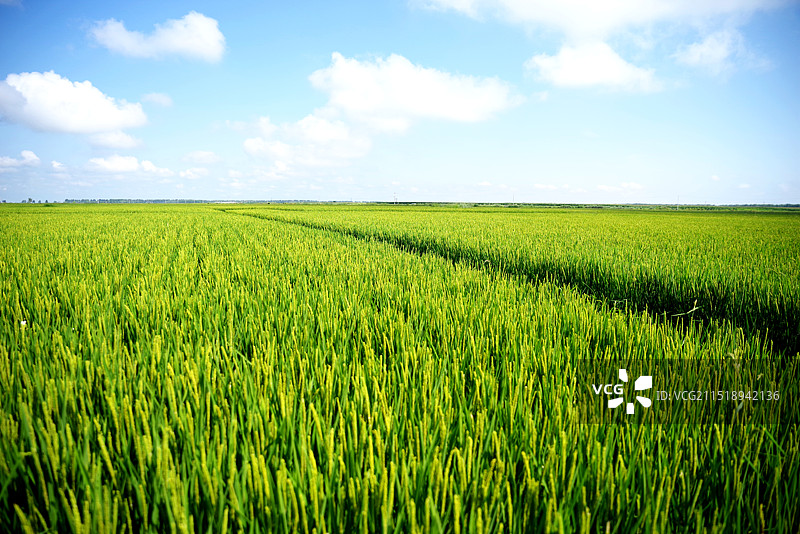 水稻田图片素材