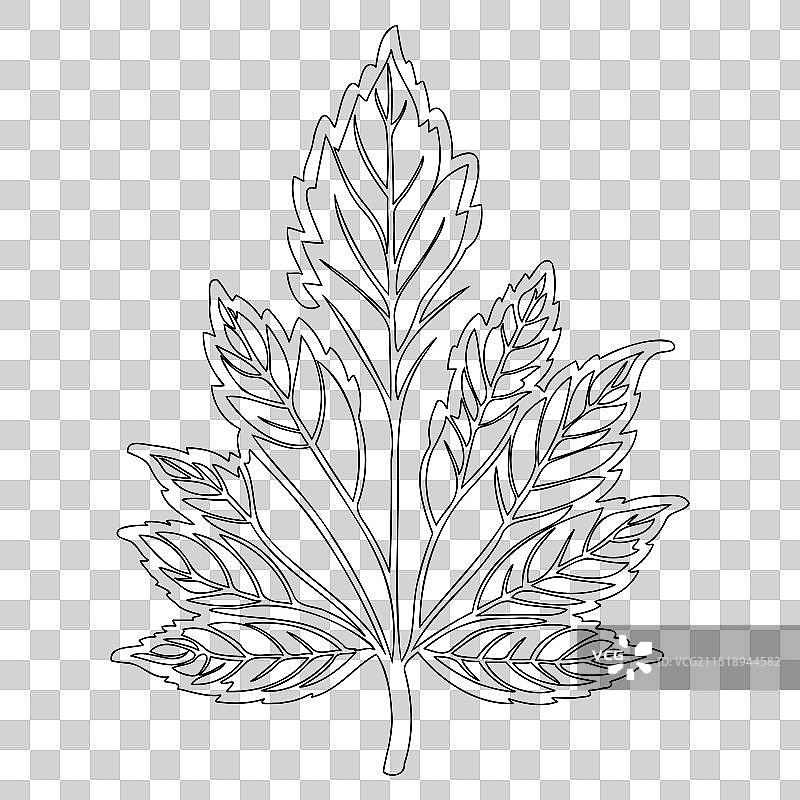 枫叶花卉轮廓草图图片素材