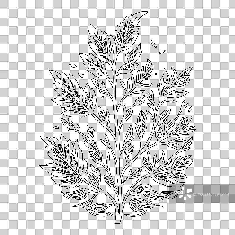 橡树叶花卉轮廓草图图片素材