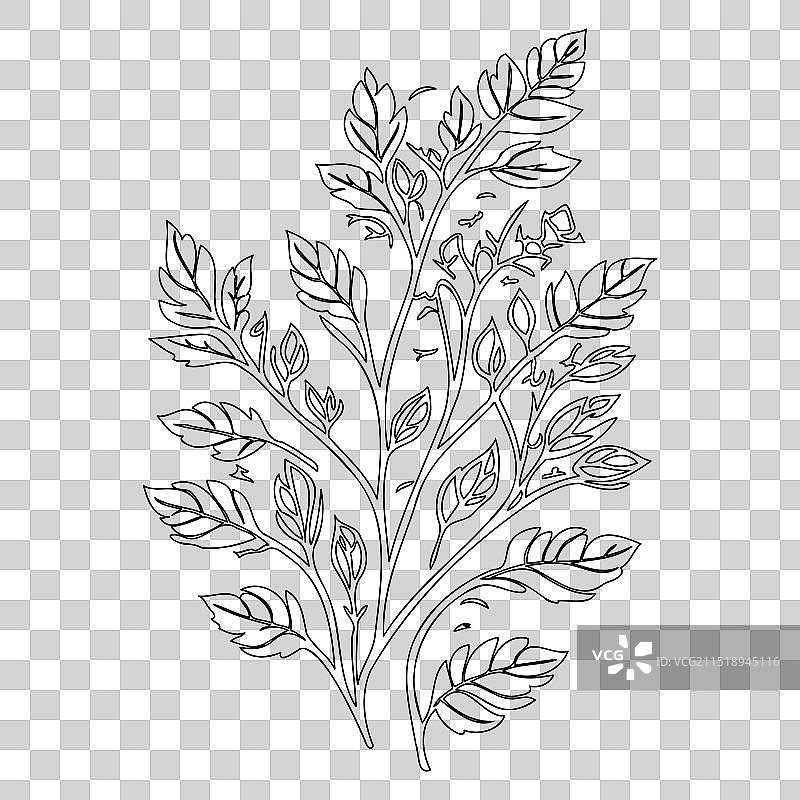 橡树叶花卉轮廓草图图片素材