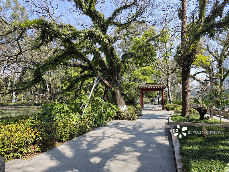 福州西湖古树假山园林绿化图片素材