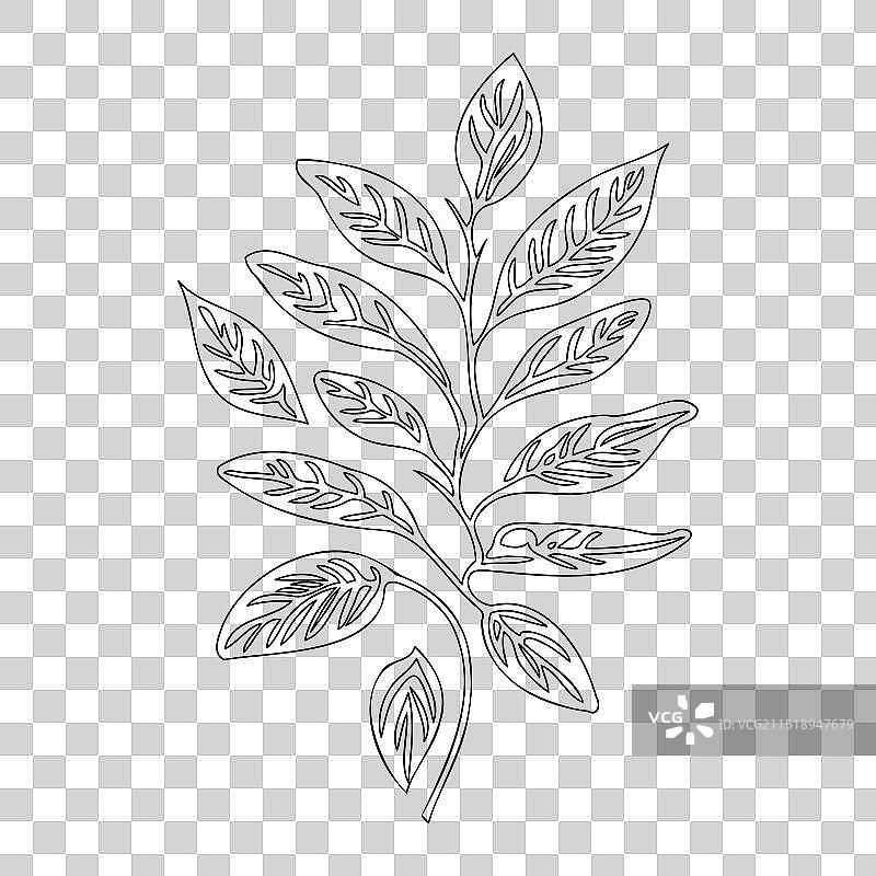 荚蒾叶子花卉轮廓草图图片素材