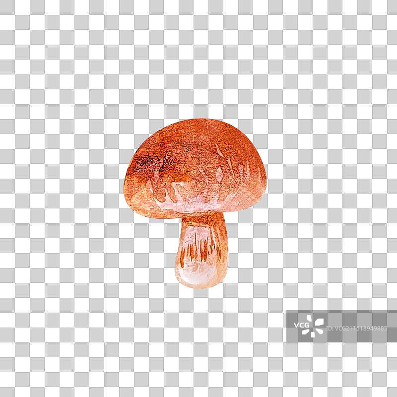 松茸牛肝菌蘑菇菌子食材手绘插画图片素材