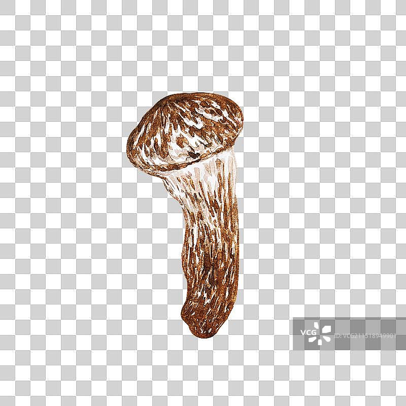 松茸牛肝菌蘑菇菌子食材手绘插画图片素材
