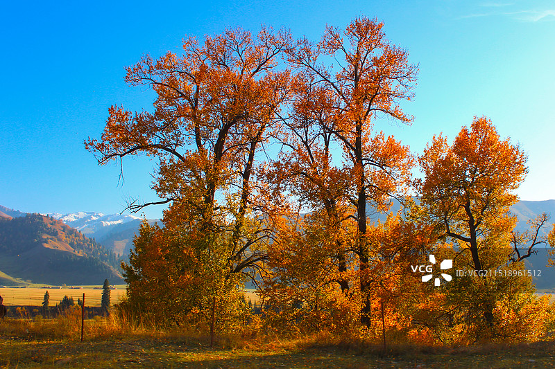秋天的色彩图片素材