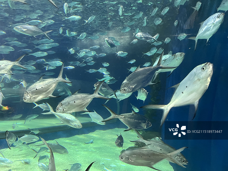 上海海洋水族馆图片素材