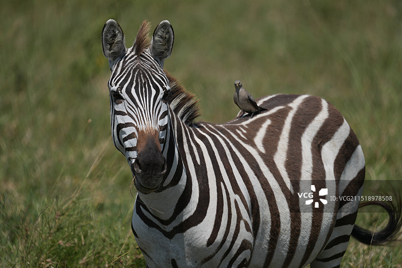 坦桑尼亚的野生动物们图片素材