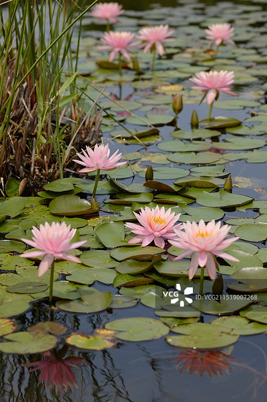 厦门海湾公园睡莲盛开图片素材