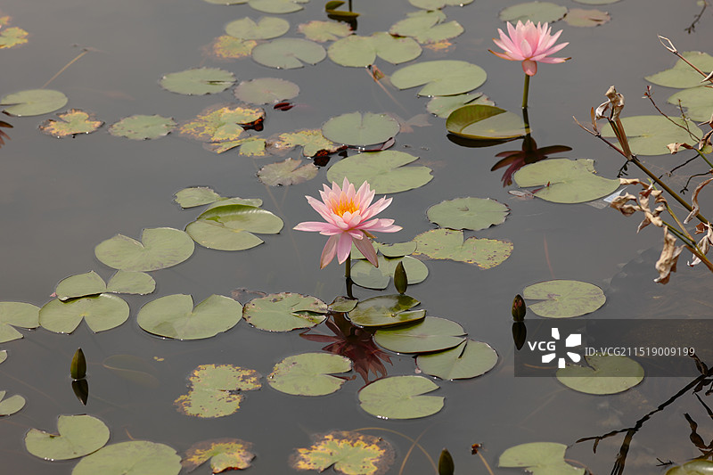 厦门海湾公园睡莲盛开图片素材