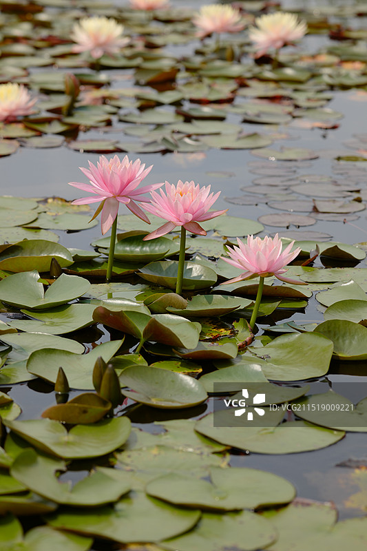 厦门海湾公园睡莲盛开图片素材