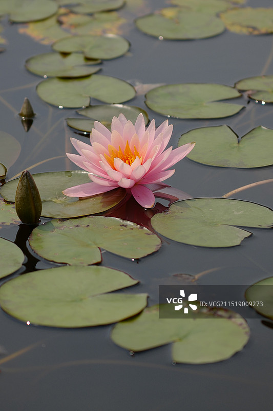 厦门海湾公园睡莲盛开图片素材