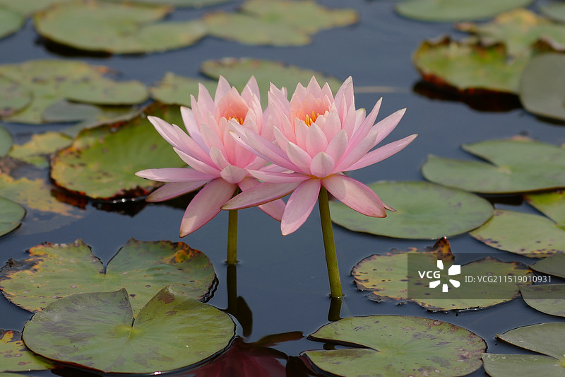 厦门海湾公园睡莲图片素材