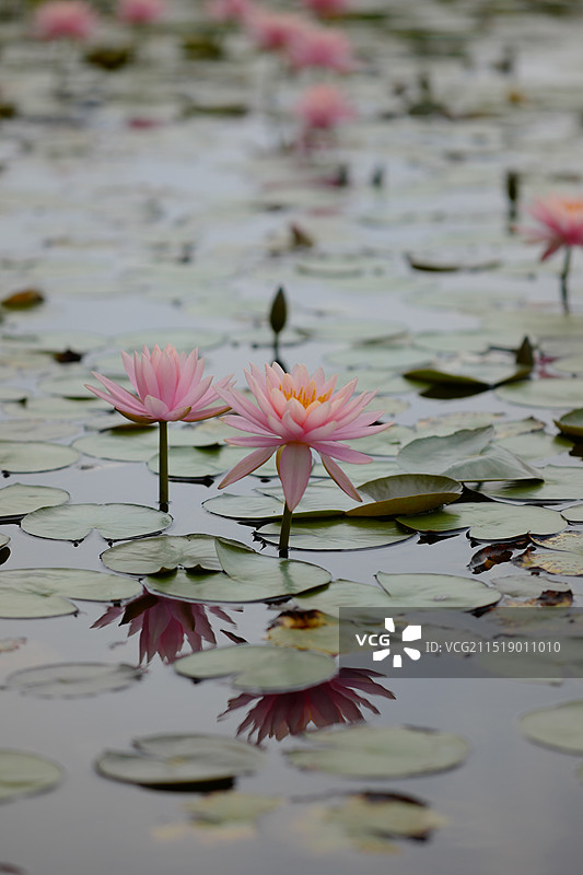 厦门海湾公园睡莲图片素材