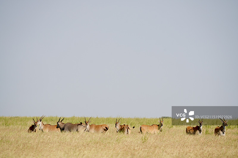 坦桑尼亚的野生动物们图片素材