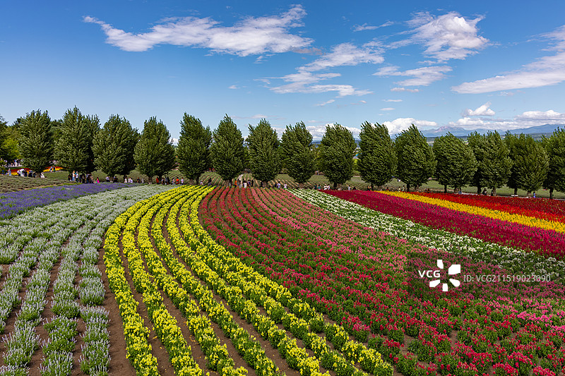 富良野图片素材