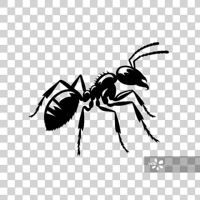 黑色蚂蚁剪影俯视图图片素材