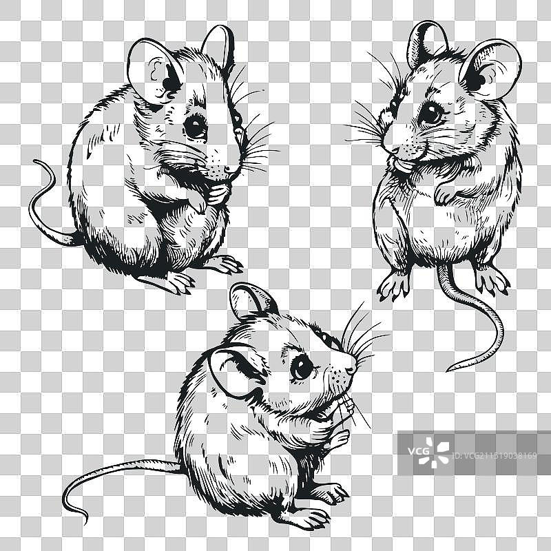 老鼠剪贴画图片素材