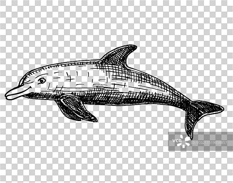 手绘海豚跳跃图案图片素材