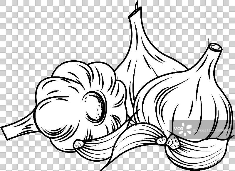 大蒜和蒜瓣轮廓图片素材