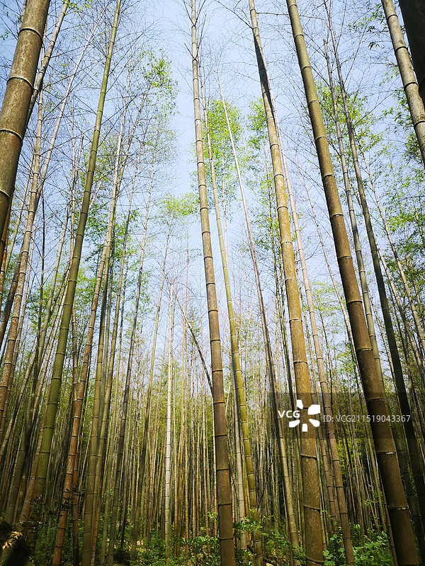 宜春明月山图片素材