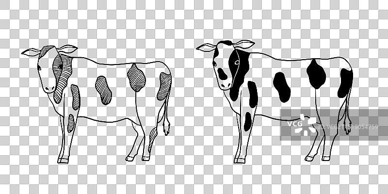 奶牛 300624图片素材