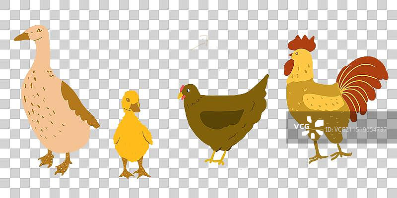 鸭子120624图片素材