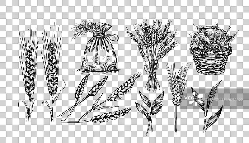 麦穗谷物作物素描装饰图标图片素材