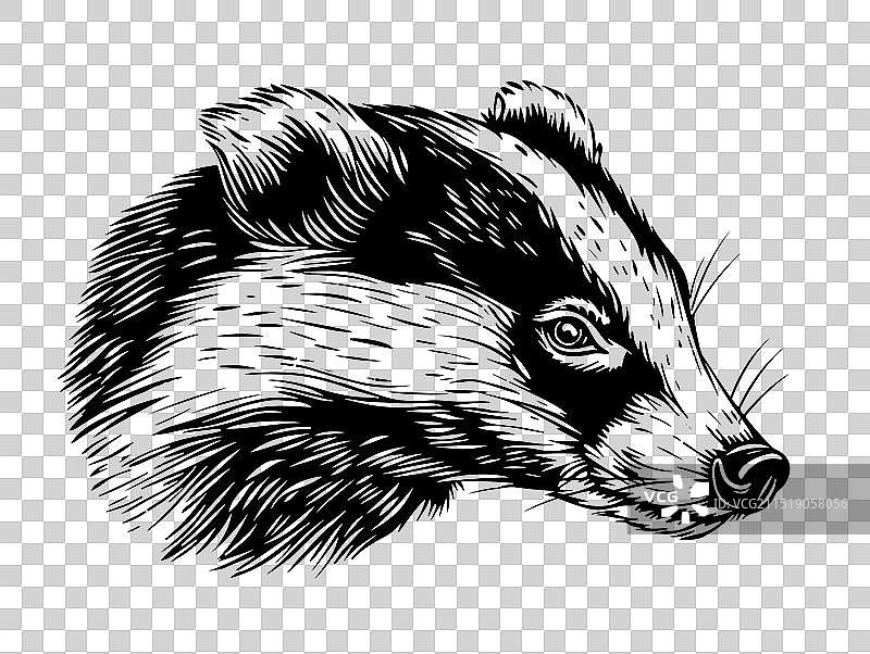 獾素描雕刻水墨线条艺术图片素材