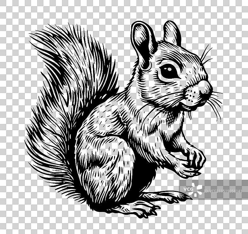 手绘钢笔墨水松鼠复古雕刻图片素材