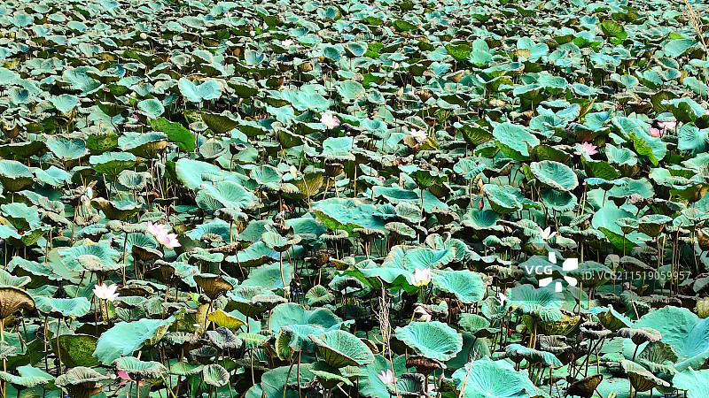 秋天黄昏下的荷花池塘图片素材