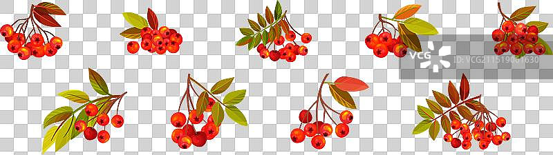 带有簇和叶子的秋季花楸浆果枝图片素材