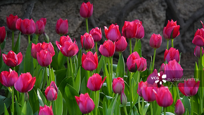 现场粉红色郁金香特写图片素材