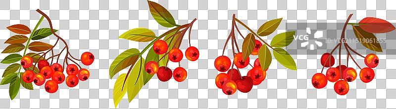 带有簇和叶子的秋季花楸浆果枝图片素材