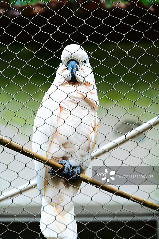 向往自由的凤头鹦鹉图片素材