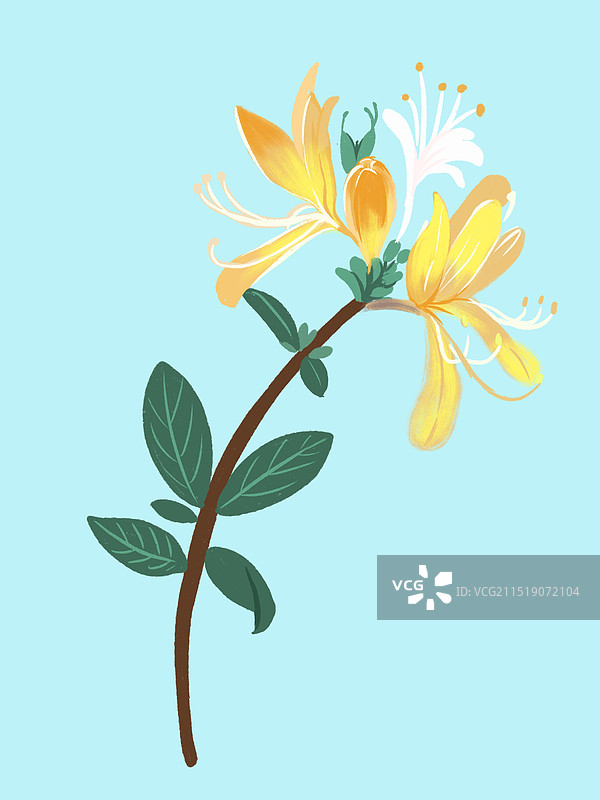 金银花图片素材